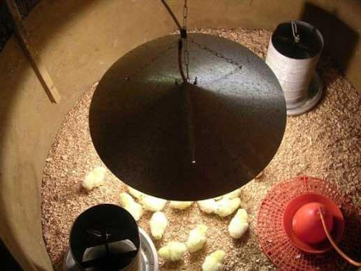 Recomendações técnicas para a produção, abate, processamento e comercialização de frangos de corte coloniais - Image 8