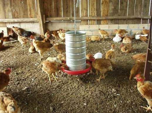 Recomendações técnicas para a produção, abate, processamento e comercialização de frangos de corte coloniais - Image 9