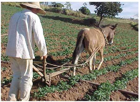 Agricultura familiar no Leste Paulista e os programas de apoio aos agricultores - Parte 1 - Image 2