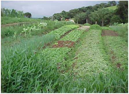 Agricultura familiar no Leste Paulista e os programas de apoio aos agricultores - Parte 2 - Image 2