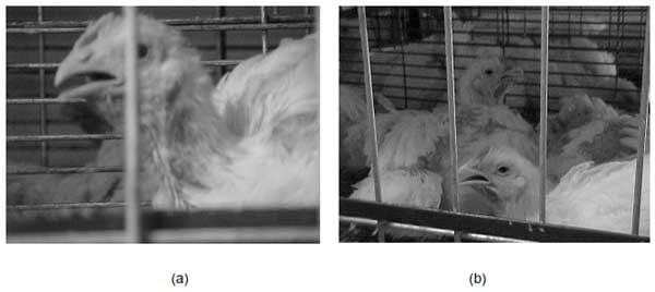Efeitos da temperatura, umidade relativa e velocidade do ar em frangos de corte - Image 6