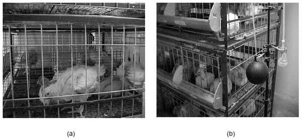 Efeitos da temperatura, umidade relativa e velocidade do ar em frangos de corte - Image 5