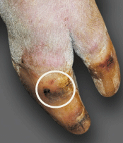 Prevalência de lesões de casco em porcas da região Sul e Sudeste do Brasil - Image 4
