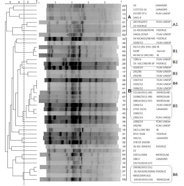 Análise do perfil genético de estirpes de Salmonella Gallinarum isoladas de casos de tifo aviário no Brasil, por meio da técnica de PFGE - Image 1