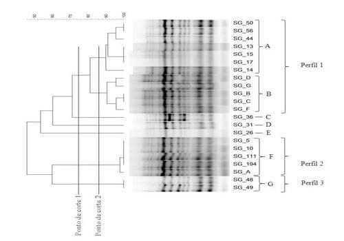 Utilização do ERIC-PCR para análise da variabilidade genética de isolados de Salmonella enterica subsp. enterica sorovar Gallinarum biovar Gallinarum1 - Image 1