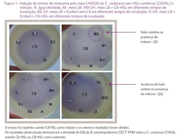 Bacillus amyloliquefaciens CECT 5940 (Ecobiol®) expressa atividade de “quorum quenching” - Image 6