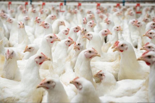 O fornecimento de Ecobiol® (B. amyloliquefaciens CECT 5940) reduz a microflora patogênica intestinal e melhora o desempenho de frangos de corte. - Image 1
