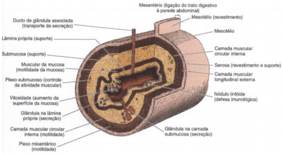 Figura 2: Estrutura esquemática de uma porção do trato digestivo com diversos componentes e suas funções. (Redesenhado e reproduzido, com permissão a partir de Bevelander G: Outline of Histology, 7ª ed. Mosby, 1971). Fonte: Junqueira, 2003.
