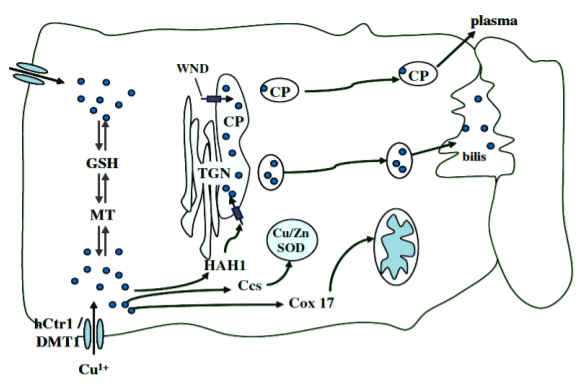 Figura 2. Modelo do metabolismo do cobre na célula hepática. Proteínas transportadoras de cobre CTR1 ou DMT1, rede trans-Golgi (TGN), metalochaperonas (Hah1, Atox1, CCs, Cox17), superóxido-dismutase (SOD), glutationa (GSH), metalotioneína (MT), ceruloplasmina (CP). Adaptado de Carroll et al., 2004; Arredondo; Nunes, 2005.