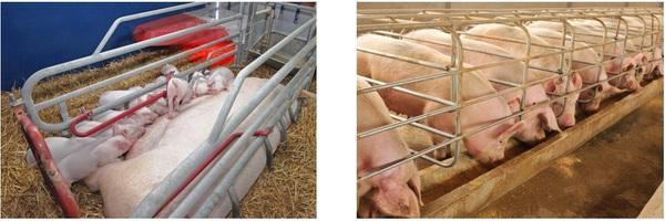 Problemas comuns em porcas reprodutoras - Image 1