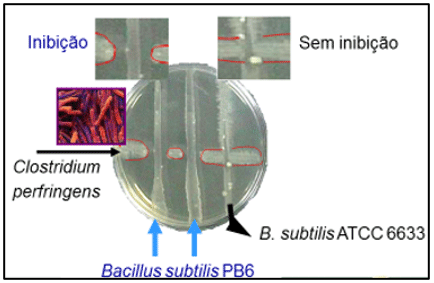 Figura 1. Inibição do Clostridium perfringens com Bacillus subtilis PB6.