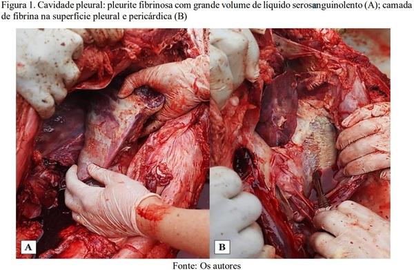 Pleuropneumonia fibrinosa em suino: relato de caso - Image 1