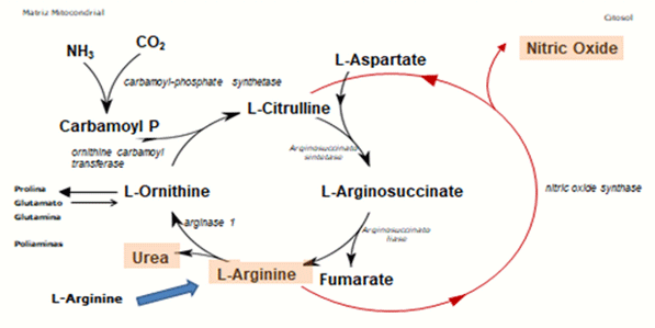 Figura 4. Síntese de óxido nítrico via arginina no organismo animal. 