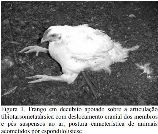 Espondilolistese em frango de corte no Brasil - Image 1