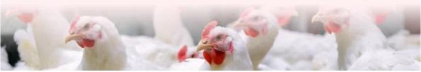 Minerais orgânicos diminuem a incidência de pododermatite em frangos de corte - Image 8