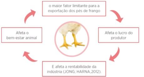 Minerais orgânicos diminuem a incidência de pododermatite em frangos de corte - Image 1