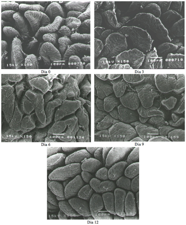 Figura 3. Eléton-micrografias (x150) das velosidades do duodeno dos leitões nos diferentes dias pós-desmama.