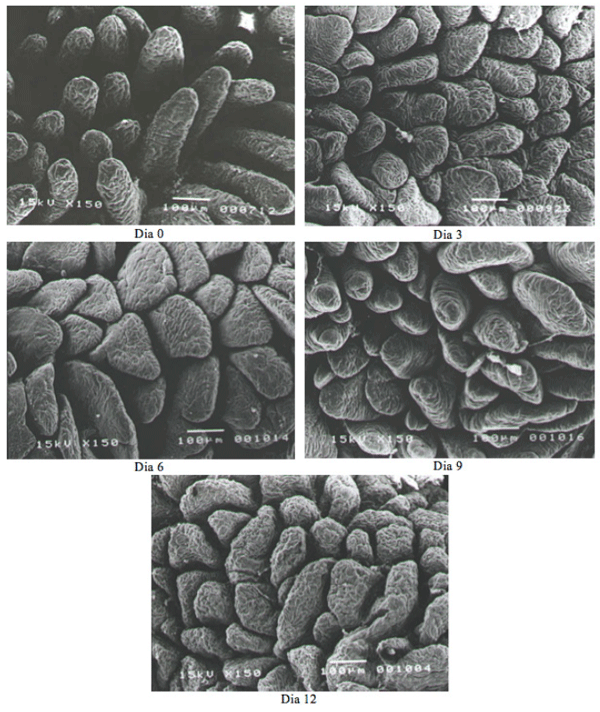  Figura 1. Eléton-micrografias (x150) das velosidades do duodeno dos leitões nos diferentes dias pós-desmama.