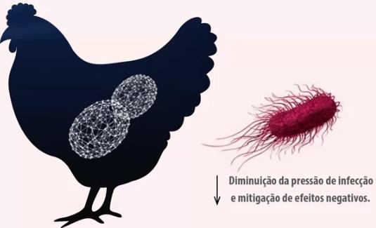 BIOWALL®: solução eficaz, segura e natural no combate à Salmonella na avicultura - Image 10