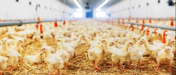 BIOWALL®: solução eficaz, segura e natural no combate à Salmonella na avicultura - Image 13