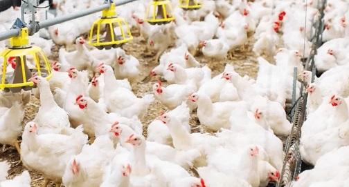 BIOWALL®: solução eficaz, segura e natural no combate à Salmonella na avicultura - Image 3
