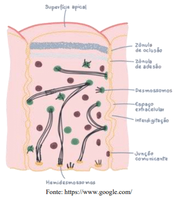 Figura 3: célula epitelial com demonstração da junção estreita ou de oclusão.