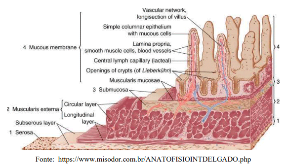 Figura 2: estrutura da parede intestinal.