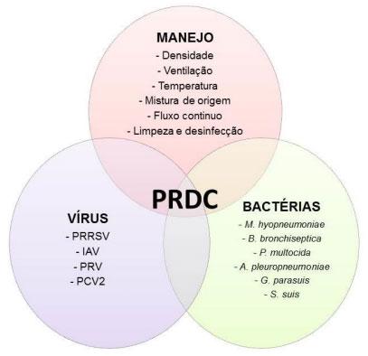 Figura 1. Interação entre vírus, bactérias e condições de manejo adversas que resultam em PRDC.