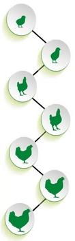 Saúde digestiva na avicultura - Image 1