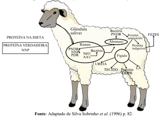 Figura 8 – Esquema do metabolismo proteico em ovinos