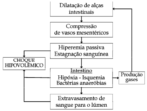 Figura 1 - Esquematização da cascata de efeitos consequentes do aumento da pressão intrabdominal causada pela produção excessiva de gases no lúmen do trato gastrintestinal nos casos de PIDS (Adaptação de MARTINEAU, 2008b).