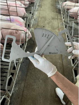 Aspectos práticos do manejo de leitoas e porcas gestantes para a manutenção do escorre corporal - Image 6