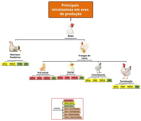 Ferramenta ultrarrápida para gestão de micotoxinas na Indústria Avícola - Image 1