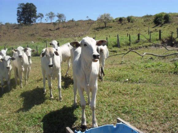 Suplementação de bovinos Nelore a pasto
