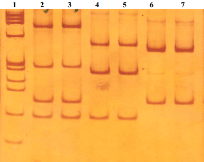 Detecção de cepas patogênicas pela PCR multiplex e avaliação da sensibilidade a antimicrobianos de Escherichia coli isoladas de leitões diarréicos - Image 1