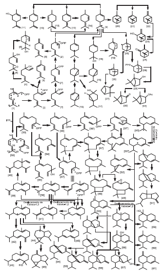 Variabilidade sazonal e biossíntese de terpenóides presentes no óleo essencial de Lippia alba (Mill.) n. e. brown (Verbenaceae) - Image 6