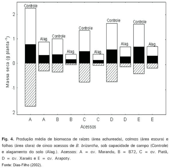 Respostas Morfofisiológicas de spp. ao Alagamento do Solo e a Síndrome da Morte do Capim-marandu Brachiaria - Image 5