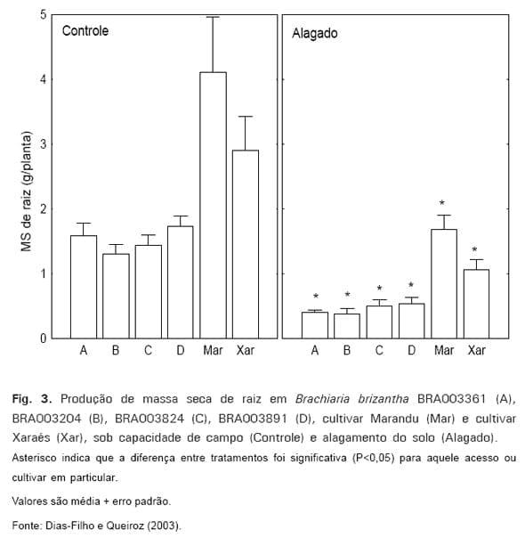 Respostas Morfofisiológicas de spp. ao Alagamento do Solo e a Síndrome da Morte do Capim-marandu Brachiaria - Image 4