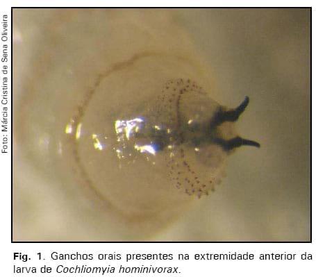 Manutenção de culturas in vitro da mosca da bicheira, Cochliomyia hominivorax - Image 1