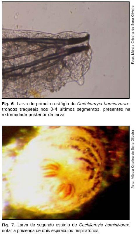Manutenção de culturas in vitro da mosca da bicheira, Cochliomyia hominivorax - Image 4