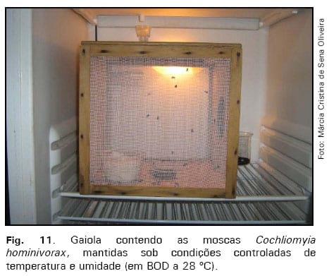 Manutenção de culturas in vitro da mosca da bicheira, Cochliomyia hominivorax - Image 7