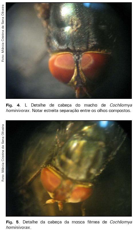 Manutenção de culturas in vitro da mosca da bicheira, Cochliomyia hominivorax - Image 3