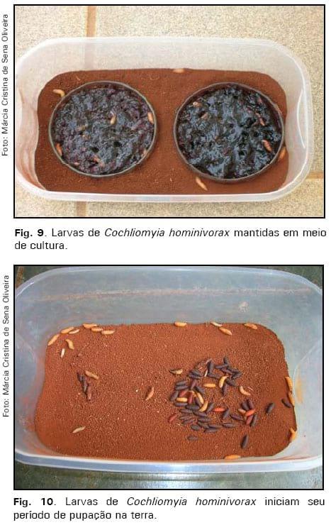 Manutenção de culturas in vitro da mosca da bicheira, Cochliomyia hominivorax - Image 6