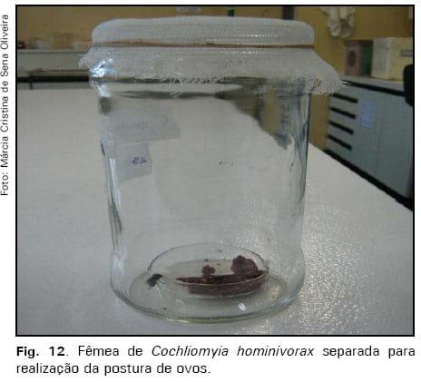 Manutenção de culturas in vitro da mosca da bicheira, Cochliomyia hominivorax - Image 8