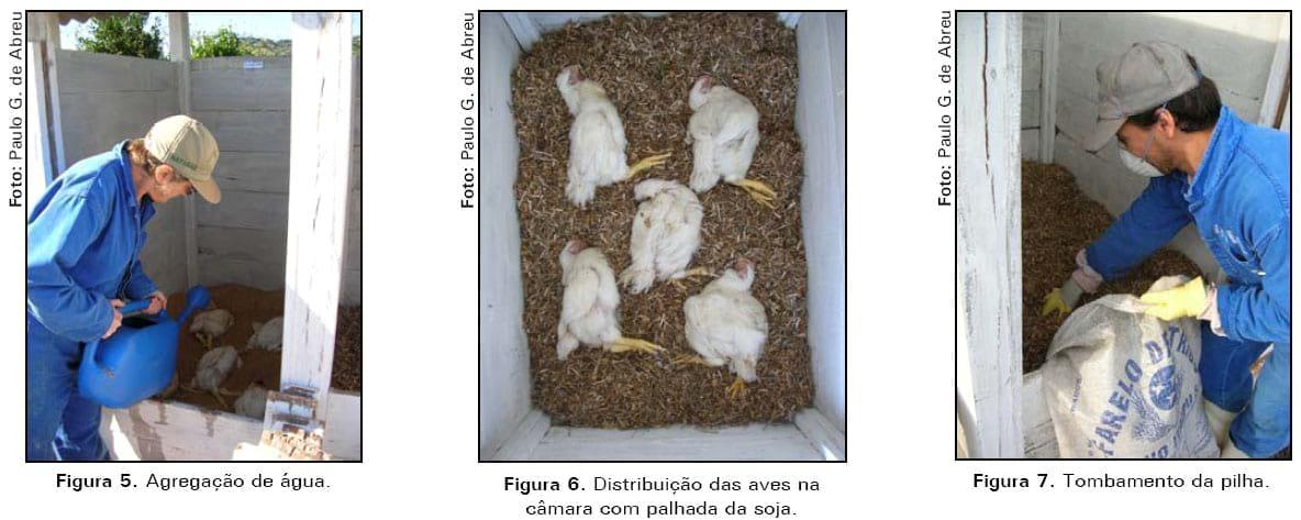 Casca de arroz e palhada da soja como substrato para compostagem de carcaças de frangos de corte - Image 7