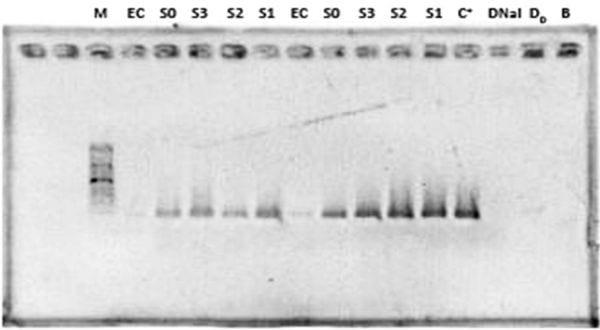 Avaliação de três métodos de extração de dna de Salmonella sp em ovos de galinha contaminados artificialmente - Image 1