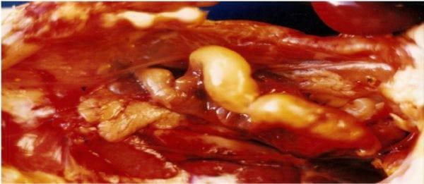 Diagnóstico de salpingite em fêmeas de frango de corte afetadas por micotoxicose - Image 1