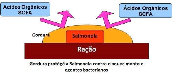 Controle de Salmonella em Unidades de Fábrica de Ração - Image 4