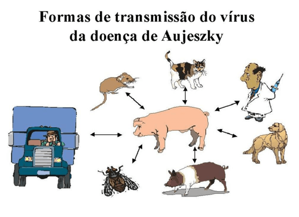 Relato Epidemiológico do Vírus da Doença de Aujeszky, Envolvendo o Comércio de Reprodutores Suínos de Reposição - Image 1