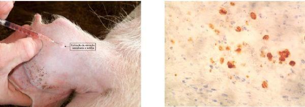 Execução e interpretação da prova tuberculínica pareada em suínos, com tuberculina aviária e bovina. - Image 13